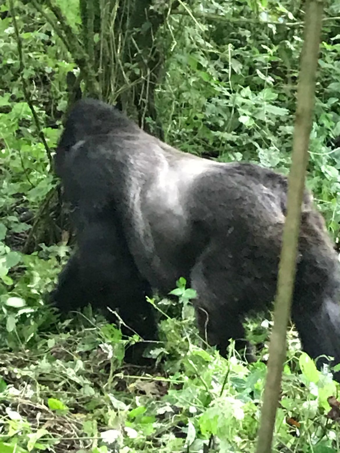 Encounter Gorilla Trekking Safari in Africa