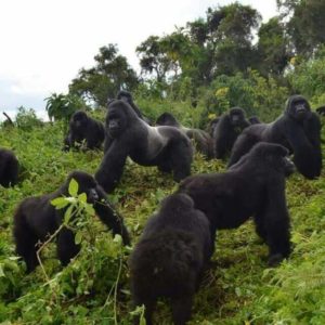 Uganda Gorilla Safaris