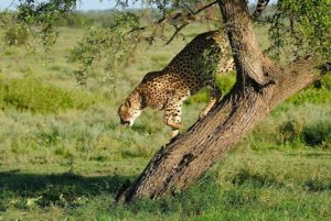 Uganda Safari
