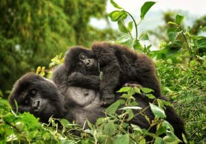 Gorilla trekking